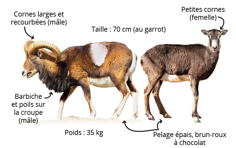 Le mouflon méditerranéen : comment le reconnaître ?