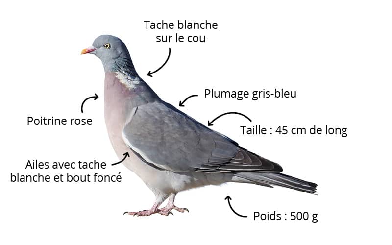 Le pigeon ramier : comment le reconnaître ?