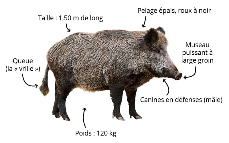 Fiches animaux - Le sanglier