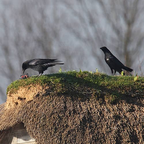 Corbeau freux chasse