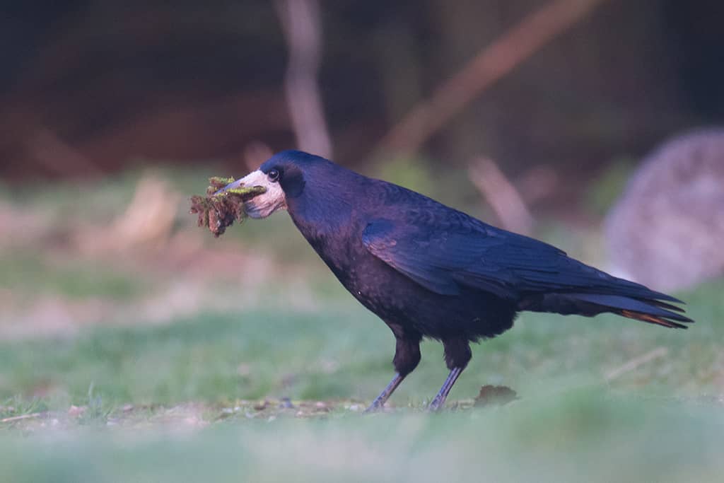 Le corbeau freux : son menu