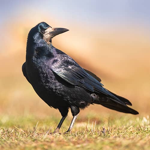 Corbeau freux prairie