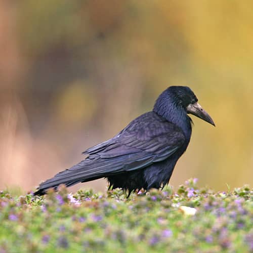 Corbeau freux sol