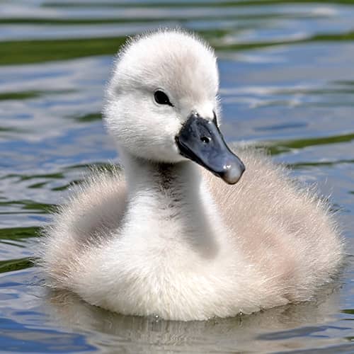 Cygne tubercule cygnet eau