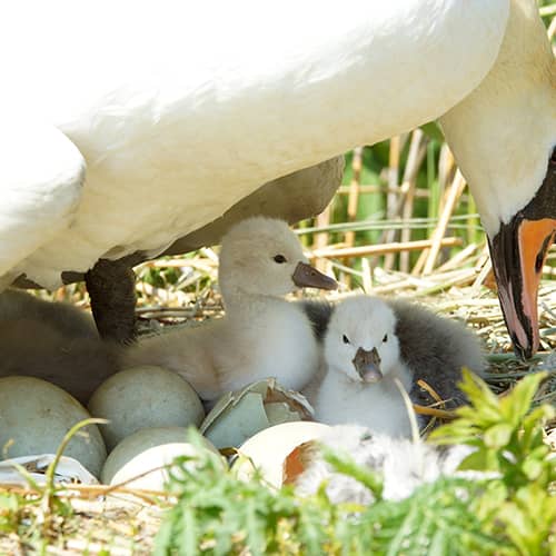 Cygne tubercule cygnets nids