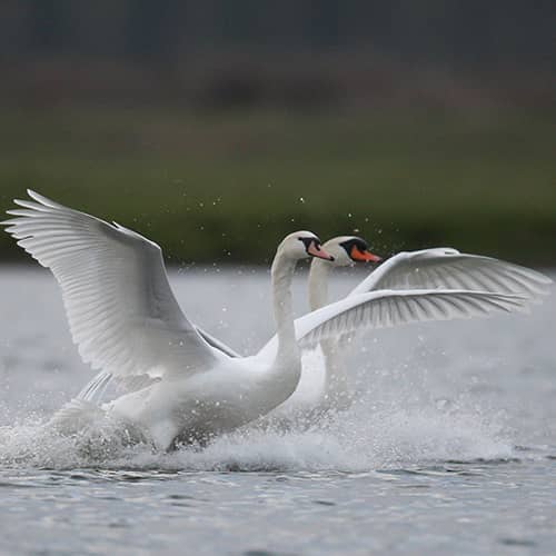 Cygne tubercule envol etang