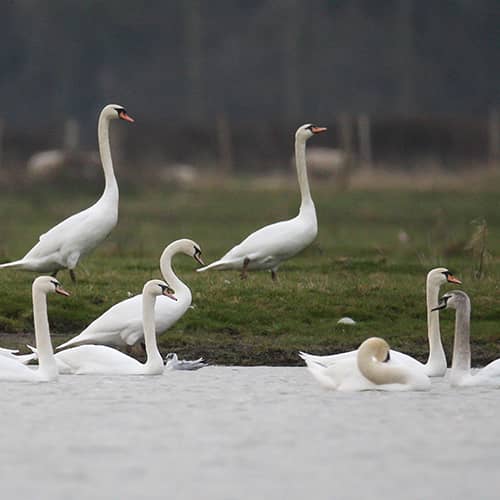 Cygne tubercule envol