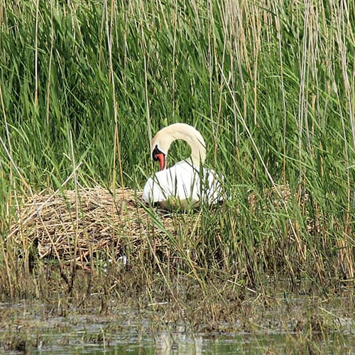 Cygne tubercule nid ponte