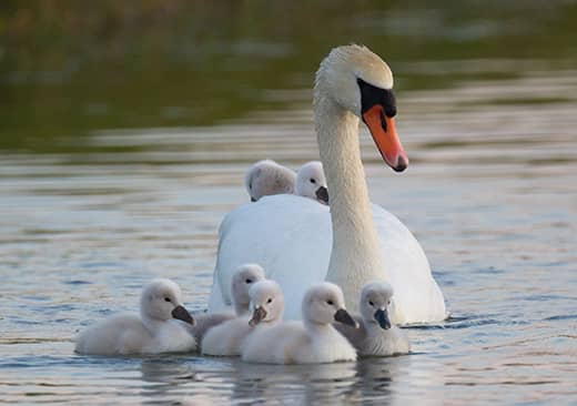 Le cygne tuberculé : ses petits