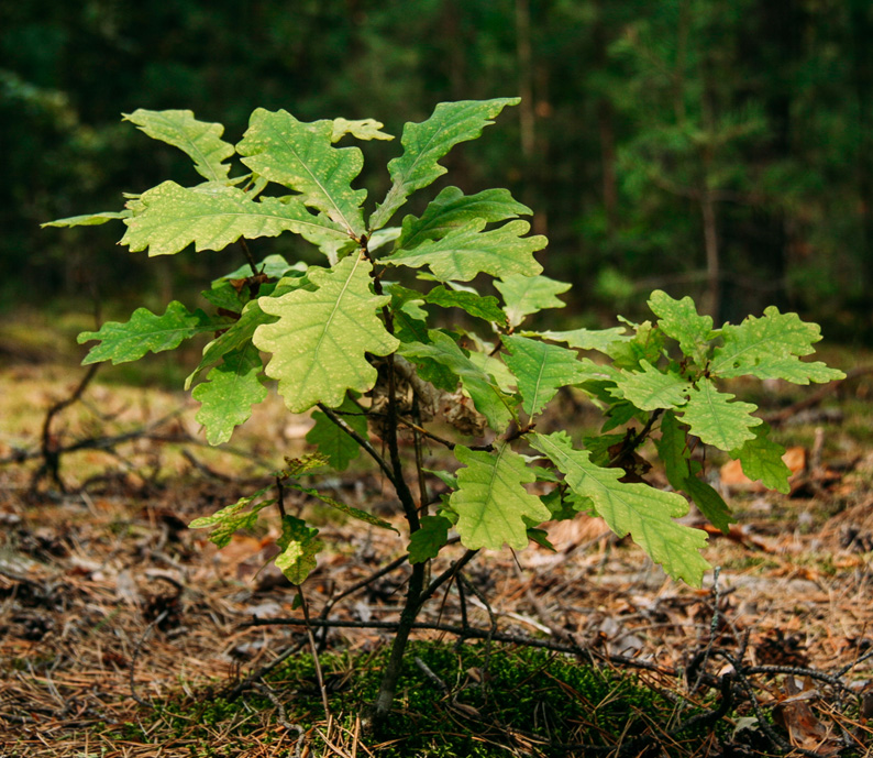 Défil'doc du gland au chêne, l'arbre grandit