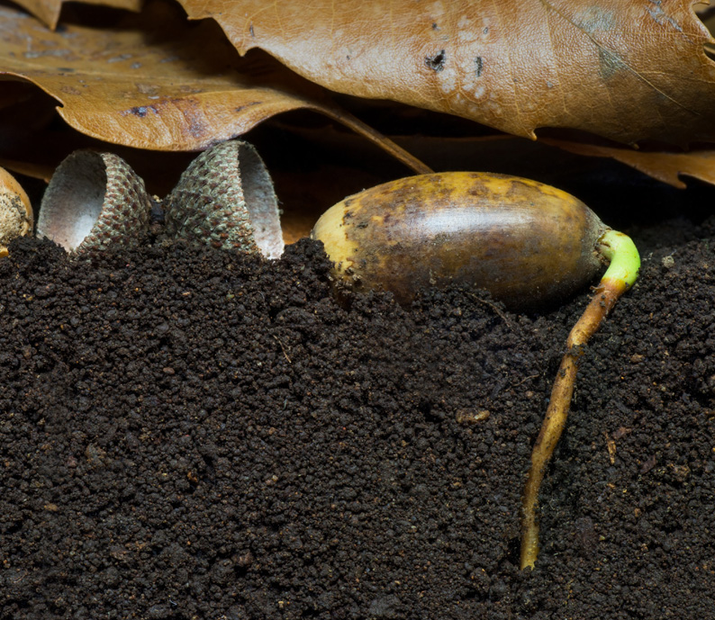 Défil'doc du gland au chêne, la germination