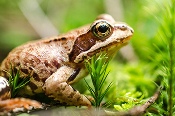 Défil'doc du têtard à la grenouille