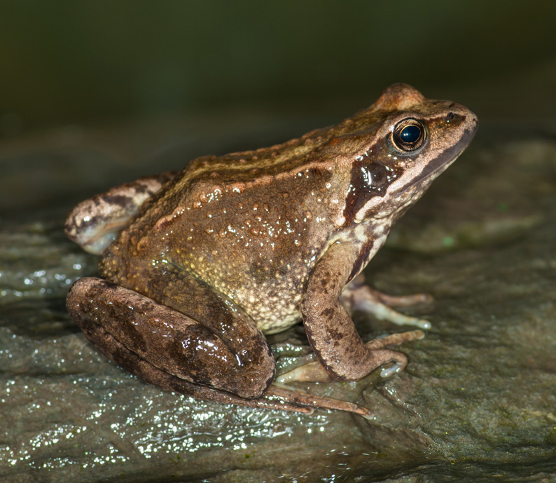 Défil'doc du têtard à la grenouille, une vie amphibie