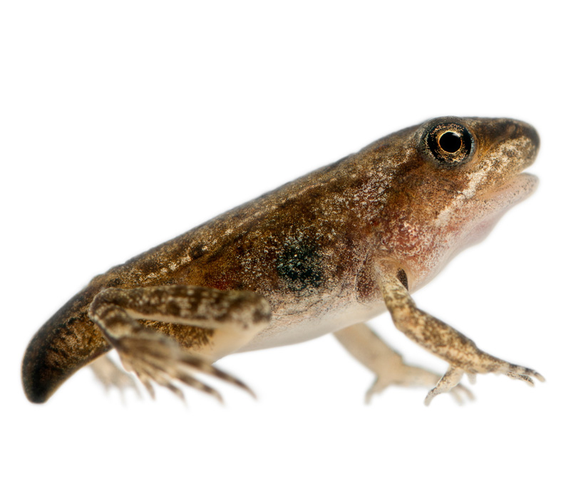 Défil'doc du têtard à la grenouille, c'est le grand jour