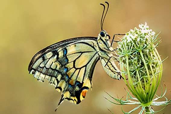 Défil'doc de la chenille au papillon