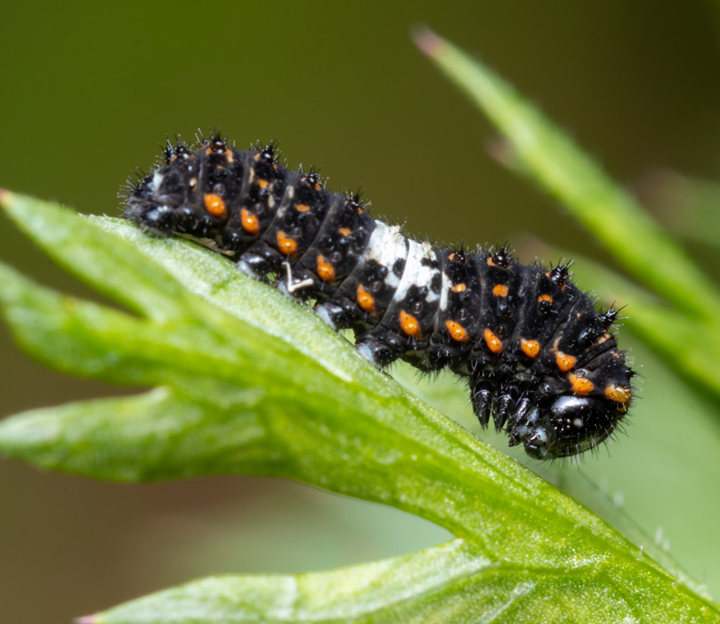 Défil'doc de la chenille au papillon, bonjour chenille !