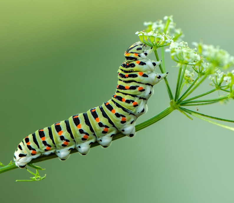 Défil'doc de la chenille au papillon, un solide appétit.