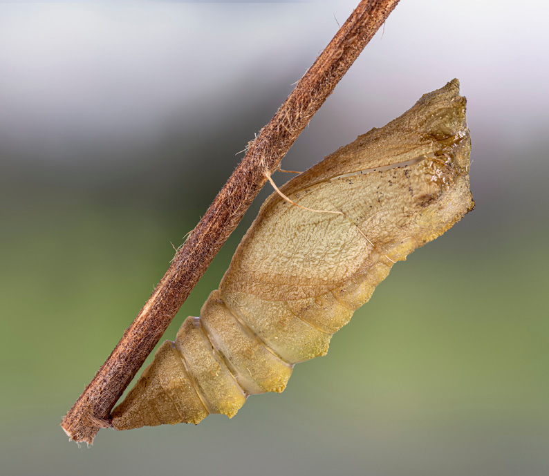 Défil'doc de la chenille au papillon, la métamorphose.