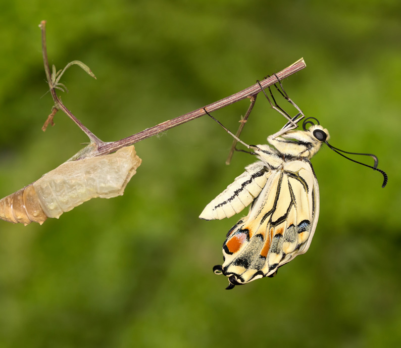 Défil'doc de la chenille au papillon, surprise !