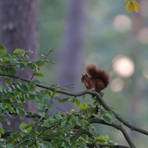 Ecureuil roux arbre foret