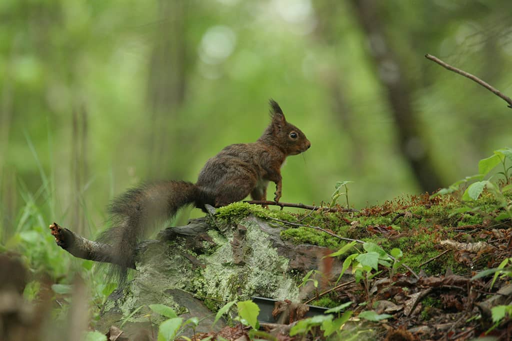 L’écureuil roux : son signe particulier