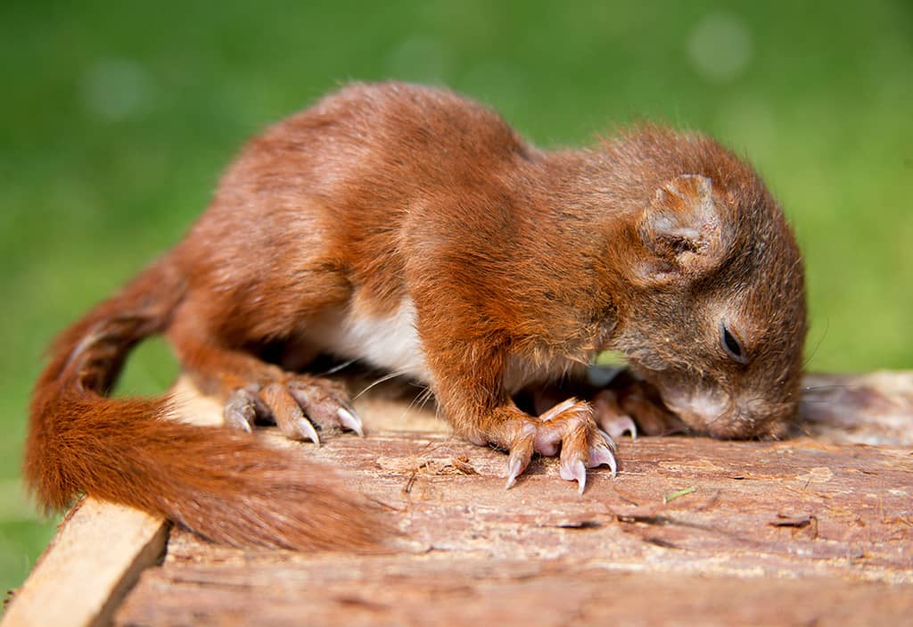 L’écureuil roux : ses petits