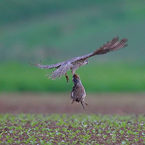 Faucon pelerin chasse