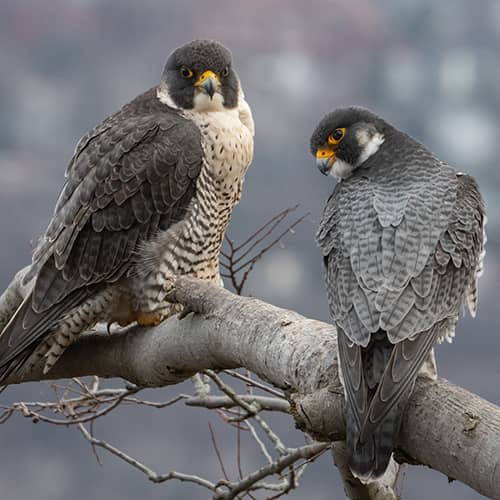 Faucon pelerin couple