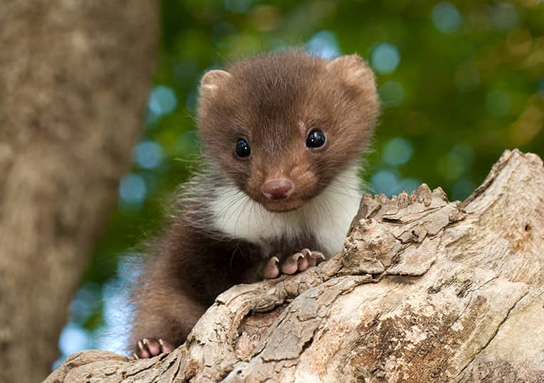 Les animaux à la loupe : observer les animaux sauvages