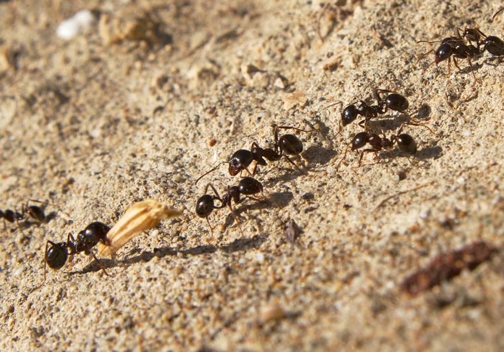 La fourmi : son signe particulier