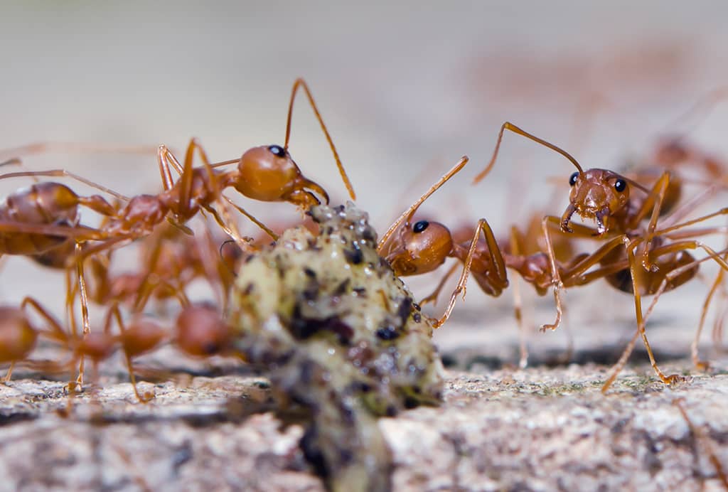 La fourmi : son menu