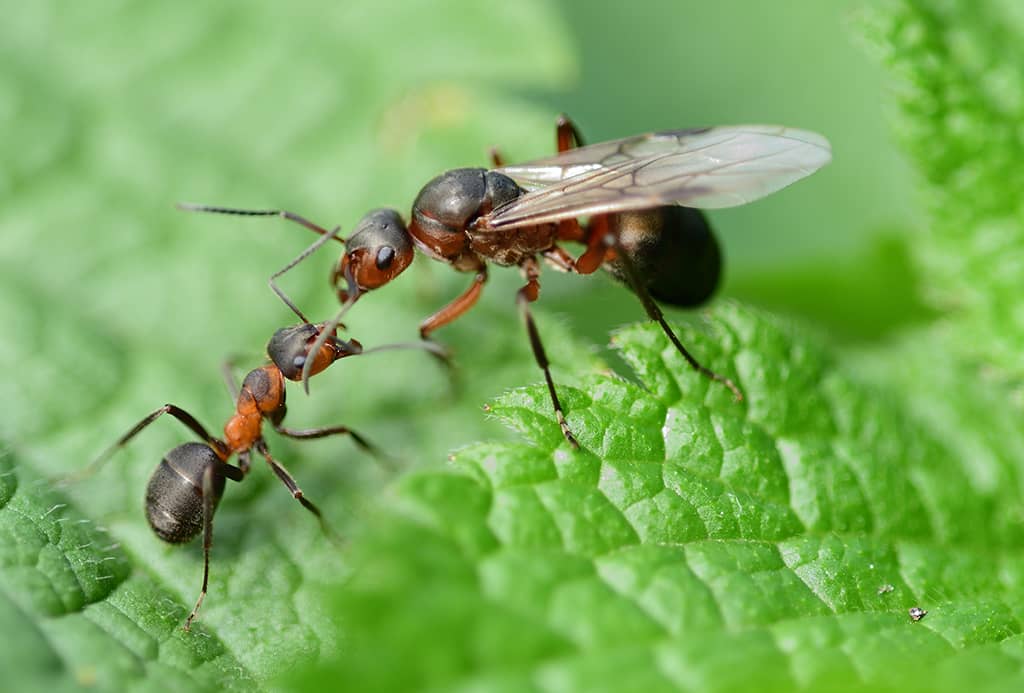 La fourmi : ses petits