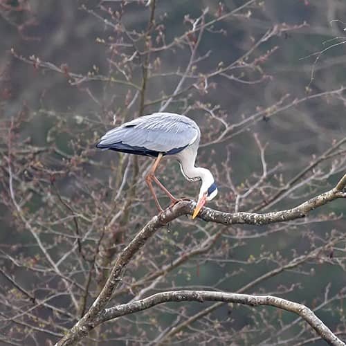 Heron cendre arbre