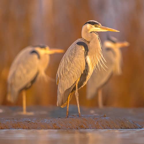 Heron cendre groupe