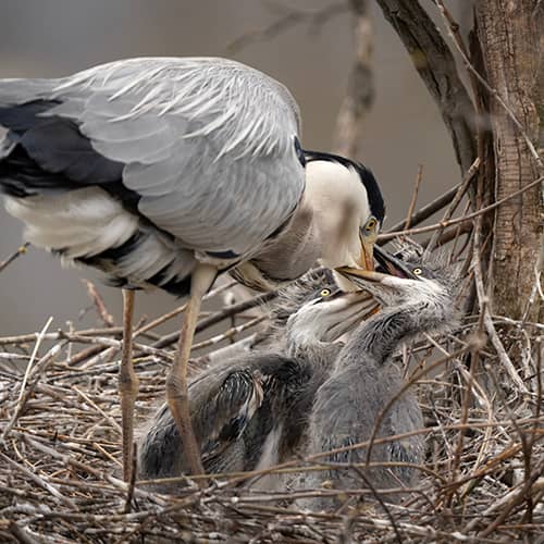 Heron cendre nid petit