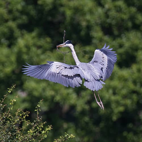 Heron cendre vol branche