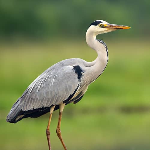 Heron cendre