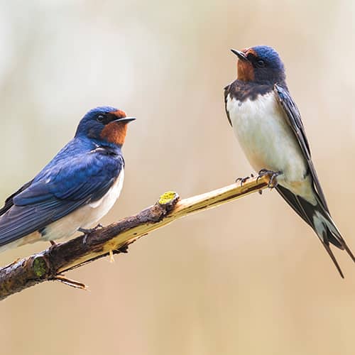 Hirondelle rustique couple