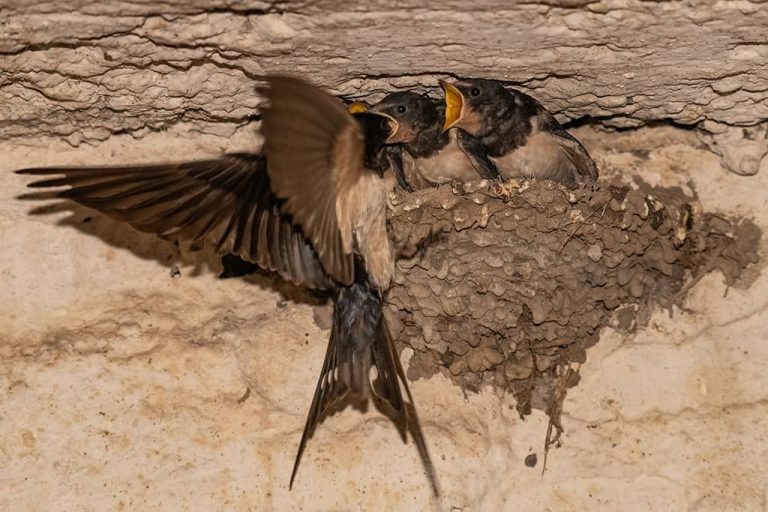 fiches-animaux-l-hirondelle-rustique