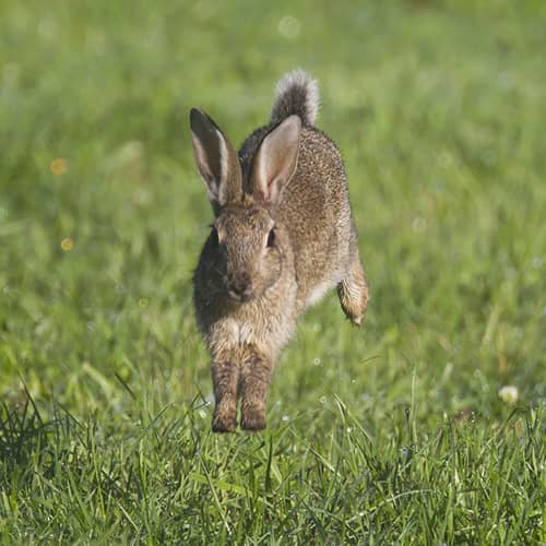 Lapin de garenne court