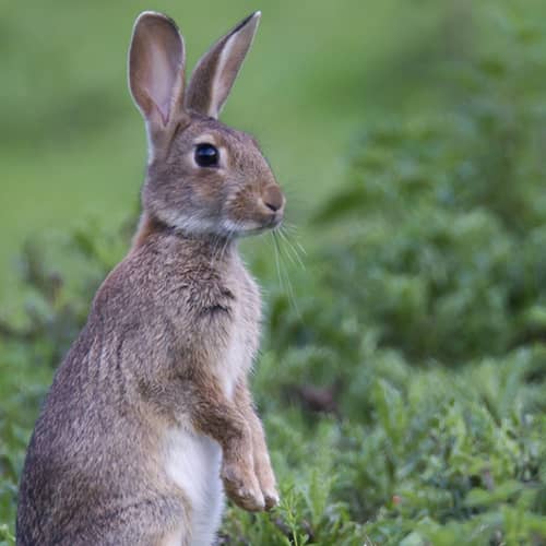 Lapin de garenne debout