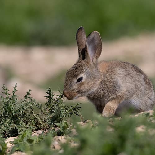 Lapin de garenne mange