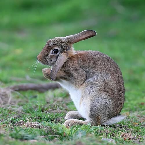 Lapin de garenne oreille