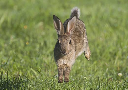 Le lapin de garenne