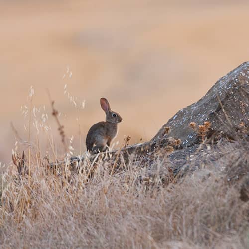 Lapin de garenne rocher