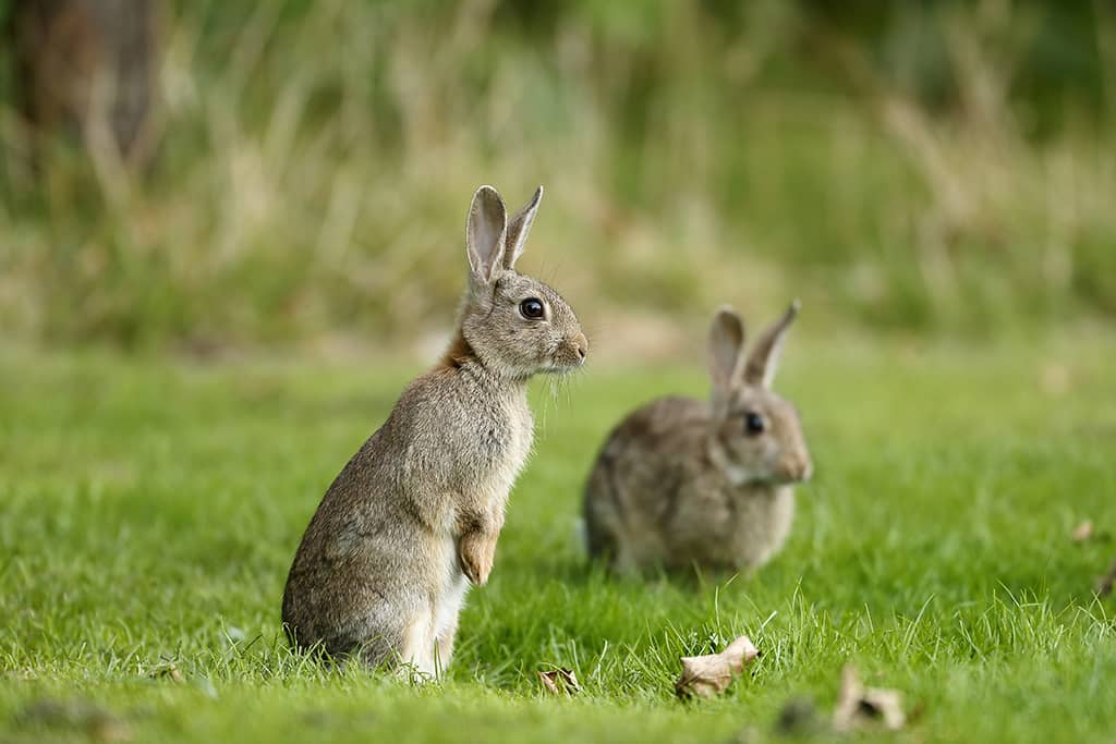 Le lapin de garenne : son signe particulier