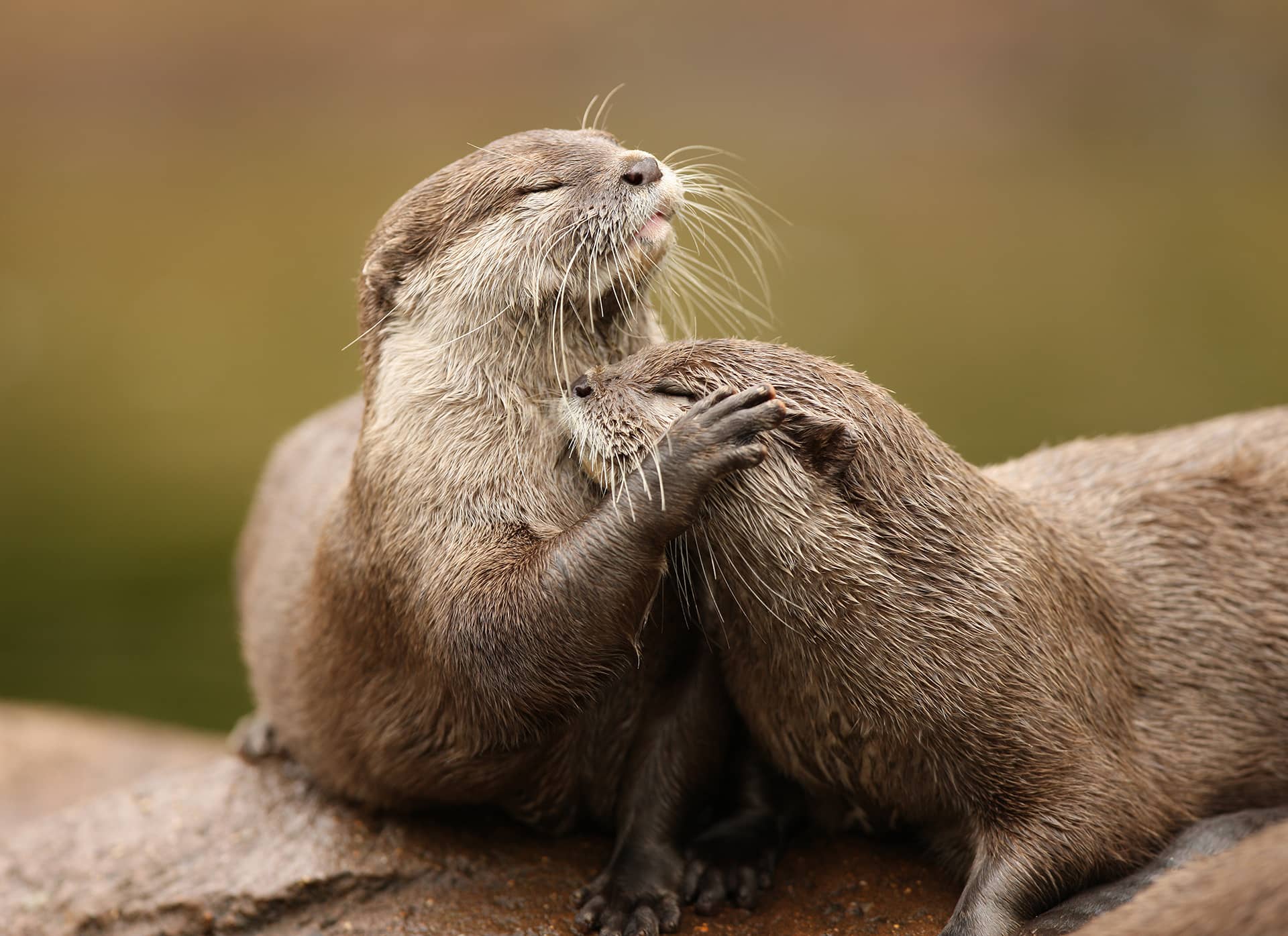 Fiches Animaux La Loutre D Europe Fiches Animaux La Loutre D Europe