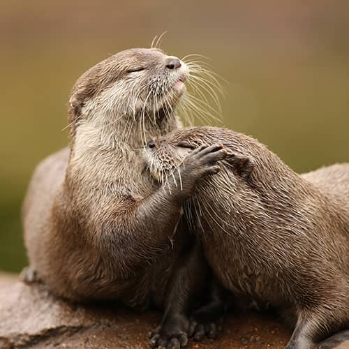 Loutre d europe couple