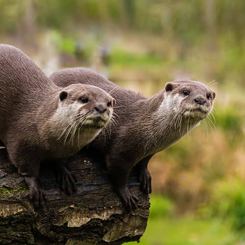 Loutre d europe couple2