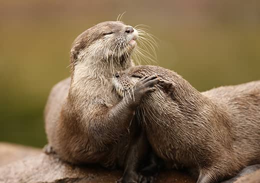 La loutre d’Europe